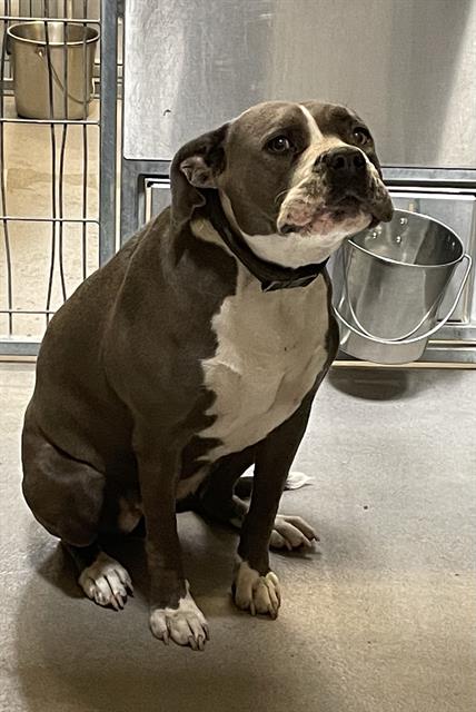 A614737, a Pit Bull Terrier, available for adoption