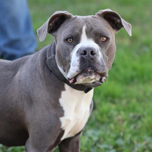 Bertha, a Pit Bull Terrier, available for adoption