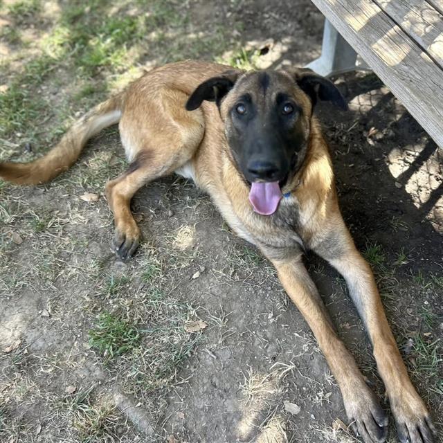 Troy, a Belgian Shepherd Malinois (mix breed), available for adoption