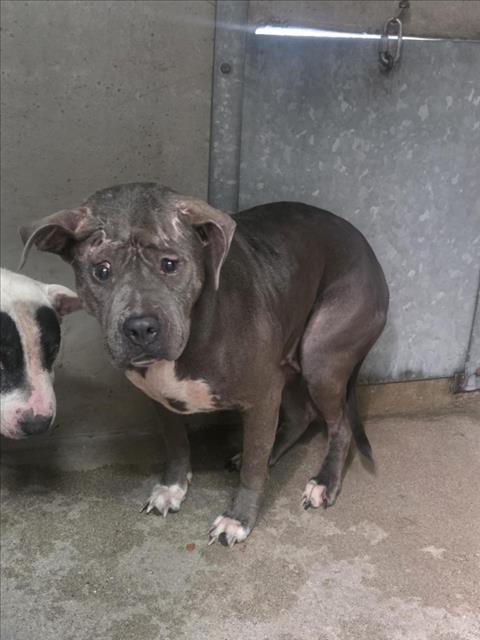 A598372, a Pit Bull Terrier (mix breed), available for adoption