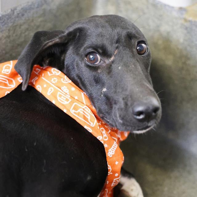 Wenny, a Shepherd (mix breed), available for adoption