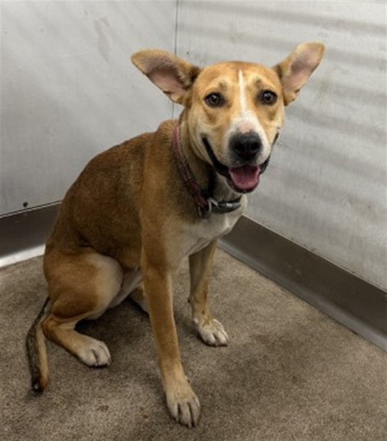 Cam, a Pit Bull Terrier (mix breed), available for adoption