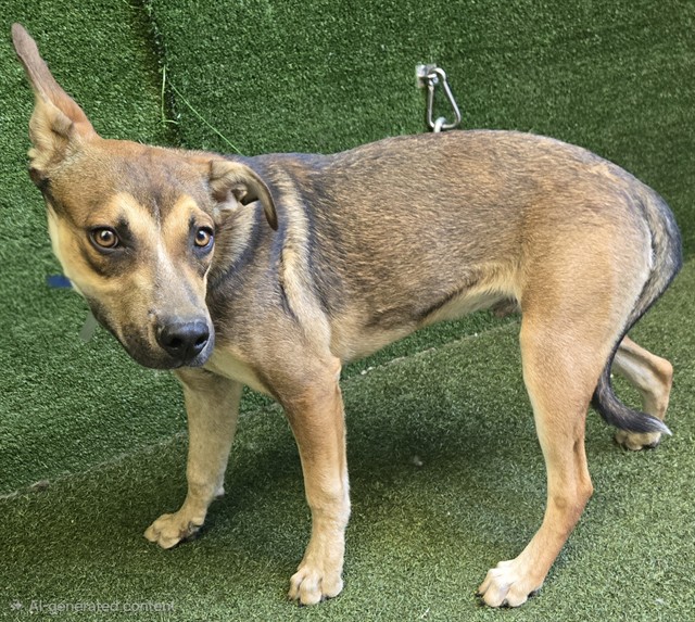 Graham, a Australian Cattle Dog/Blue Heeler, available for adoption