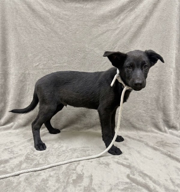 Ranger, a Labrador Retriever, available for adoption