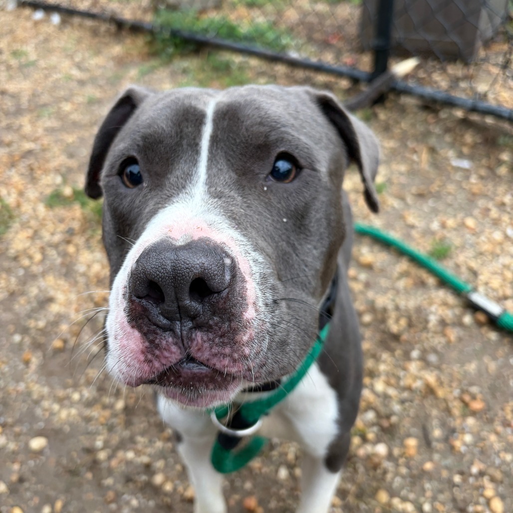 Grayson, a Pit Bull Terrier, available for adoption