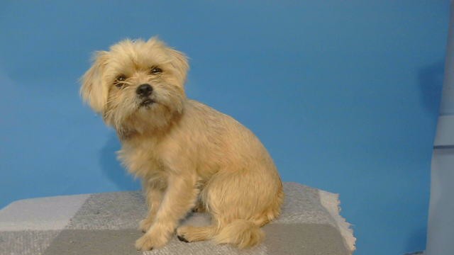 Biscuit, a Terrier, available for adoption