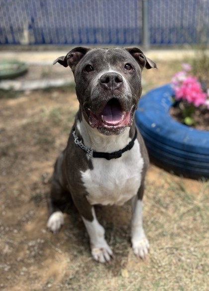 Buffy, a Pit Bull Terrier, available for adoption