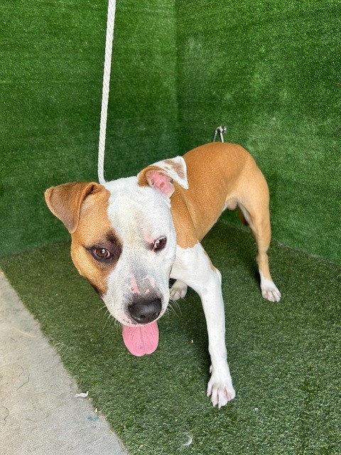 Vincent, a Pit Bull Terrier, available for adoption