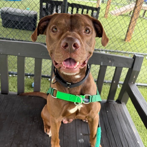 Moren, a Pit Bull Terrier (mix breed), available for adoption