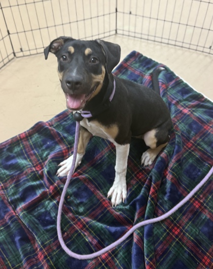 Quebec, a Entlebucher (mix breed), available for adoption