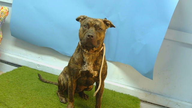 Man, a American Staffordshire Terrier, available for adoption