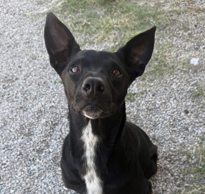 Harriet, a Shepherd, available for adoption