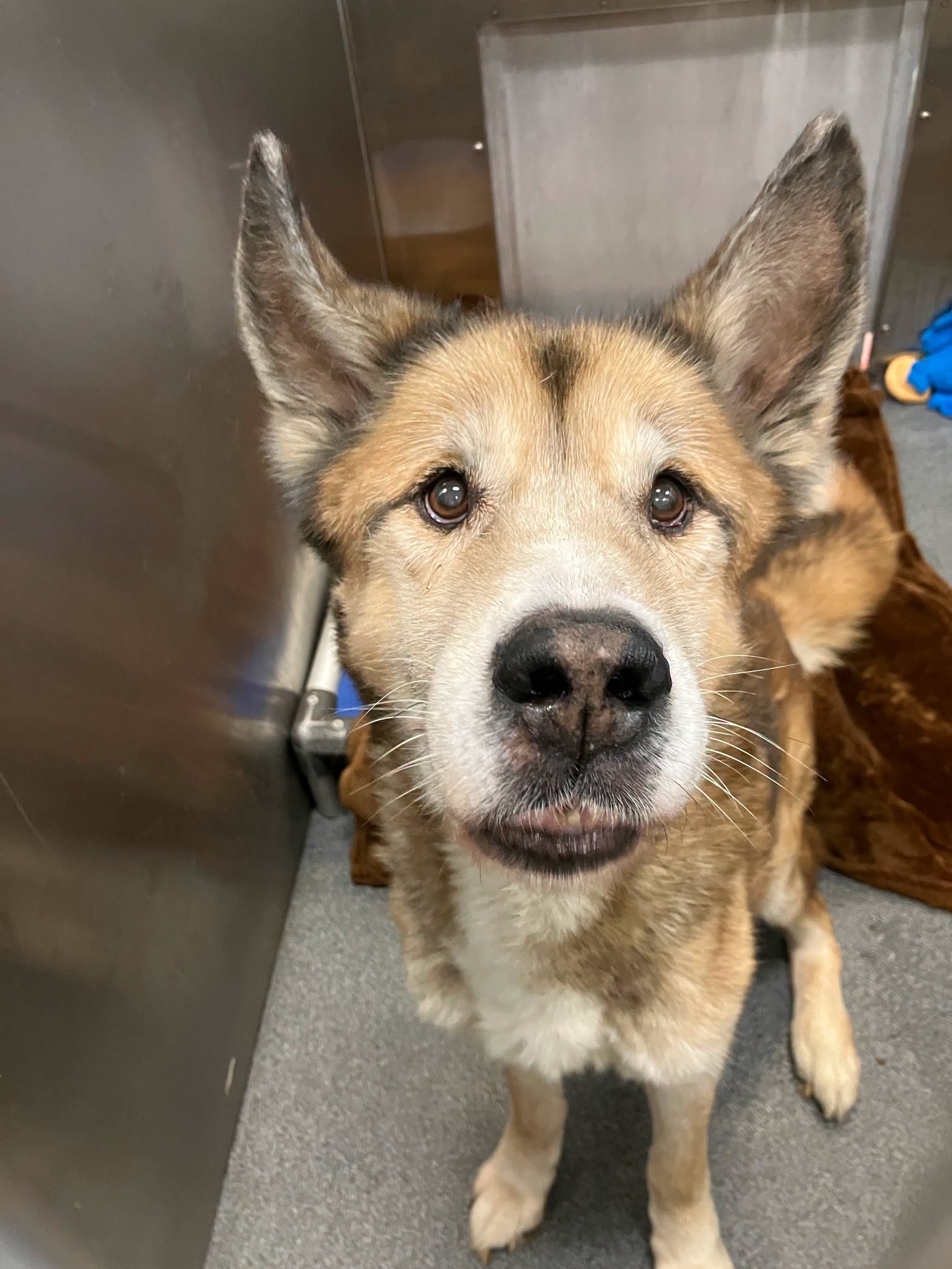 Max, a Siberian Husky (mix breed), available for adoption