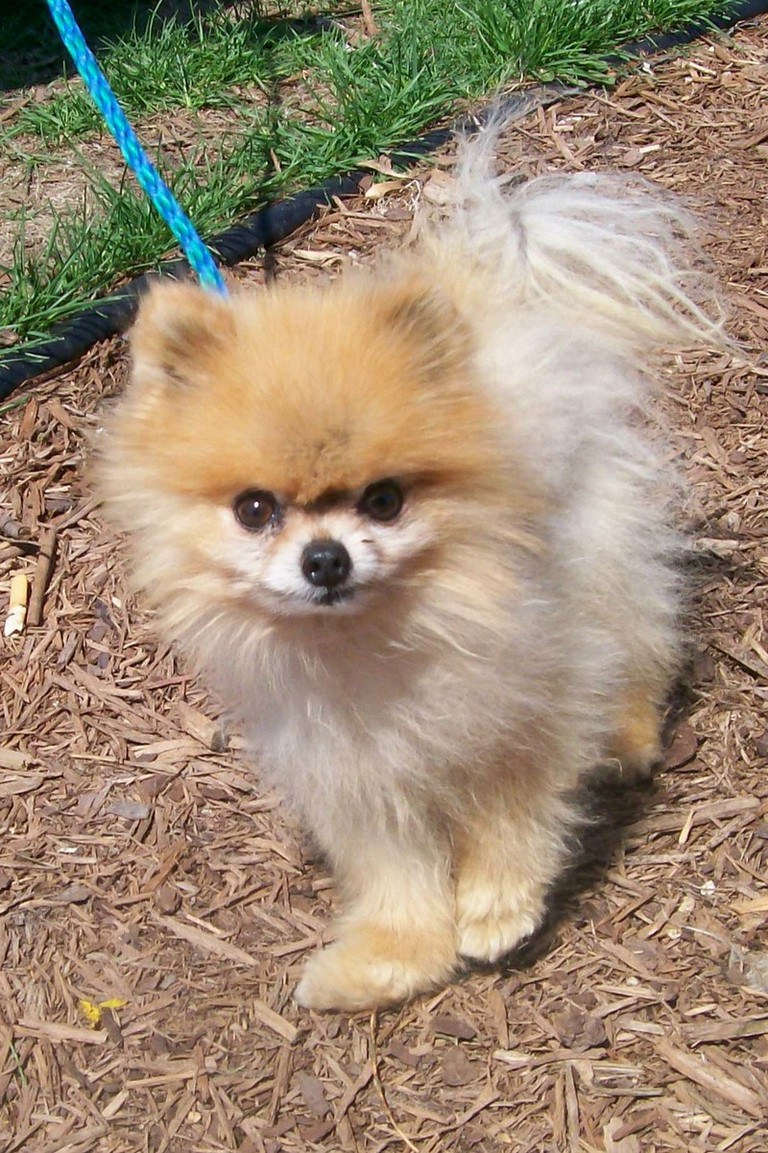 Other Photos of thie Dog