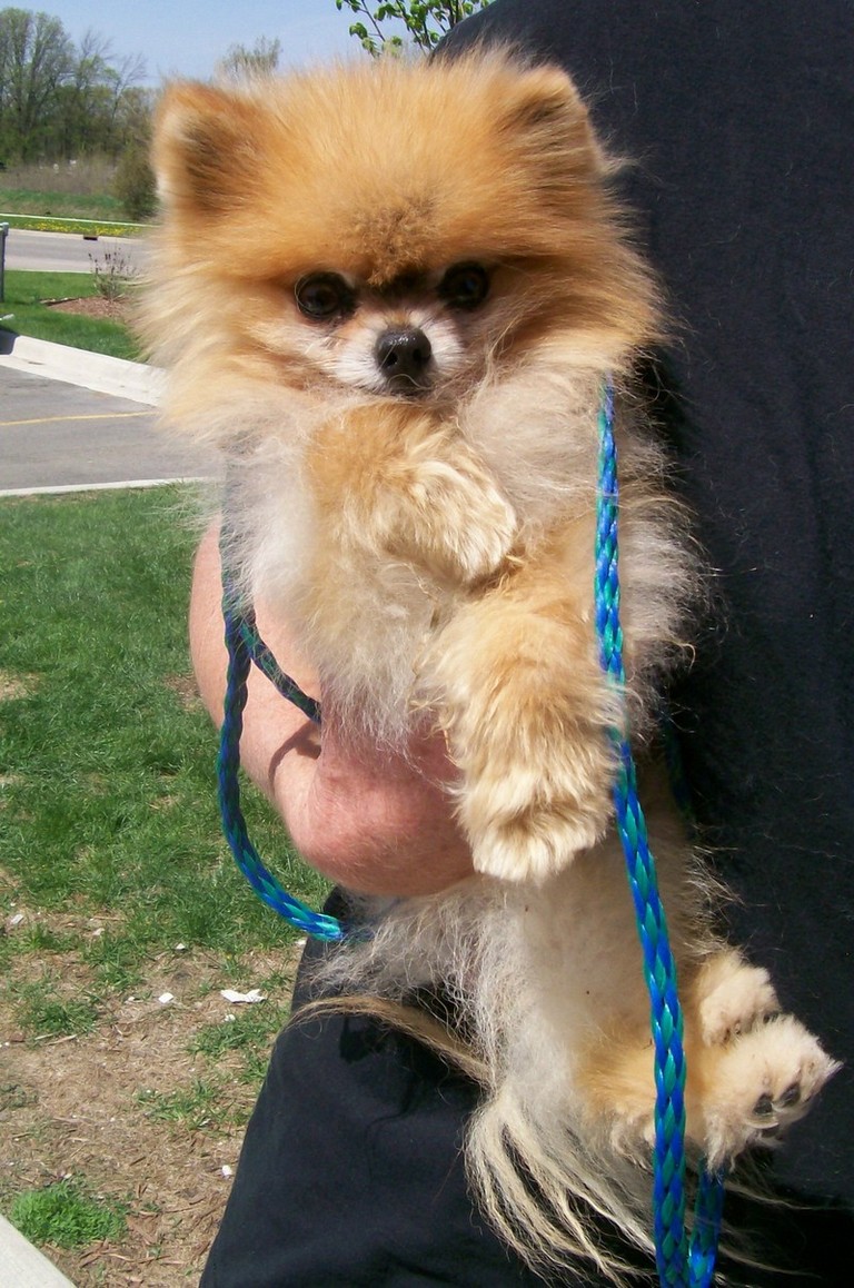 Other Photos of thie Dog