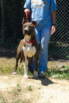 Other Photos of thie Dog