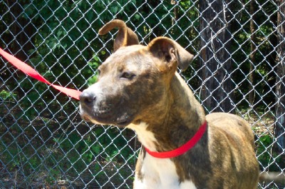 Other Photos of thie Dog