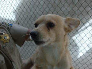 Other Photos of thie Dog