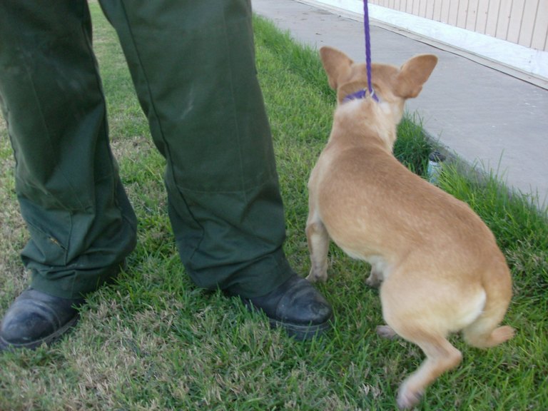 Other Photos of thie Dog