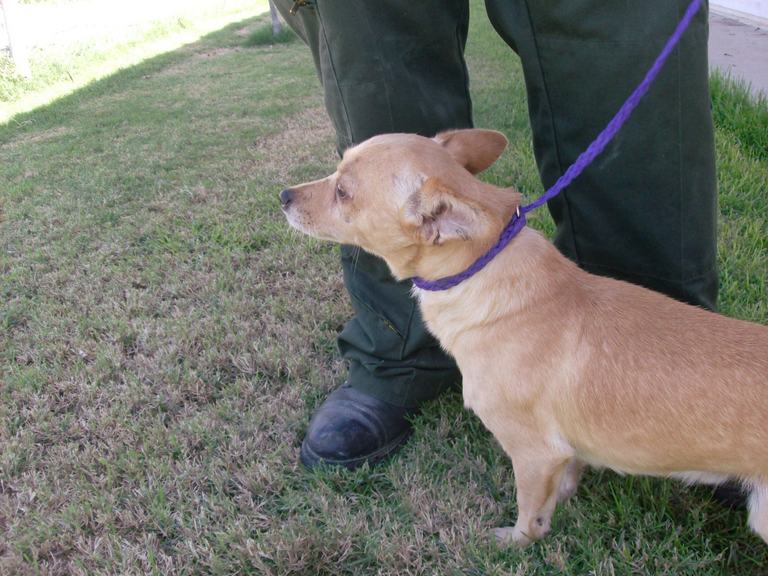 Other Photos of thie Dog