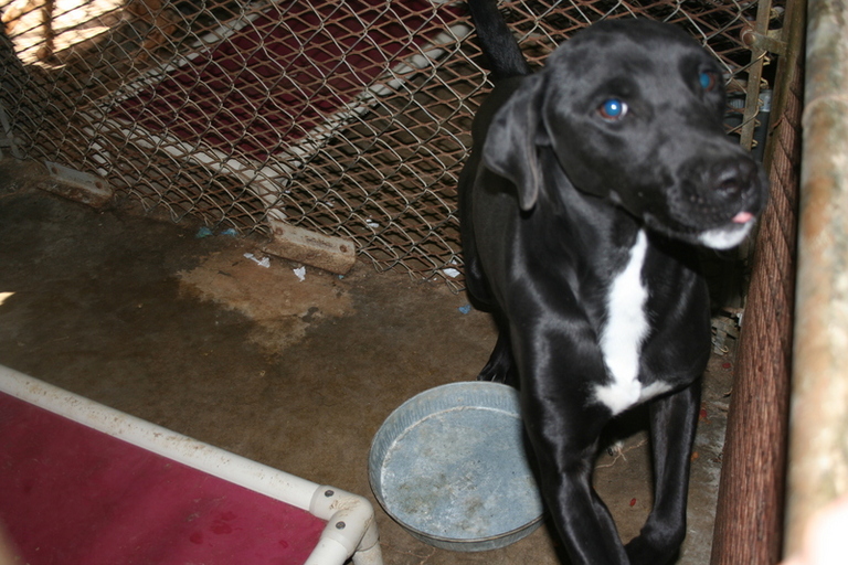 Other Photos of thie Dog