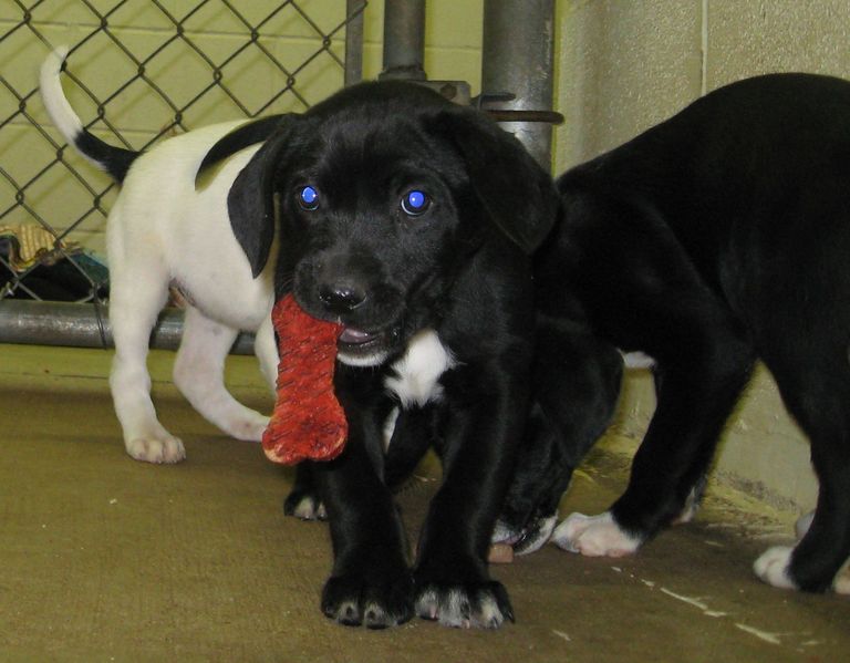 Other Photos of thie Dog