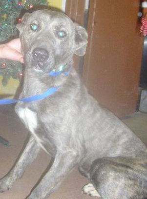Other Photos of thie Dog