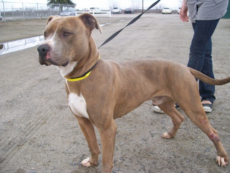 Other Photos of thie Dog