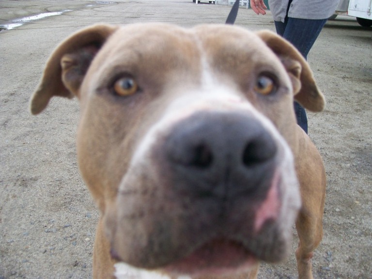 Other Photos of thie Dog