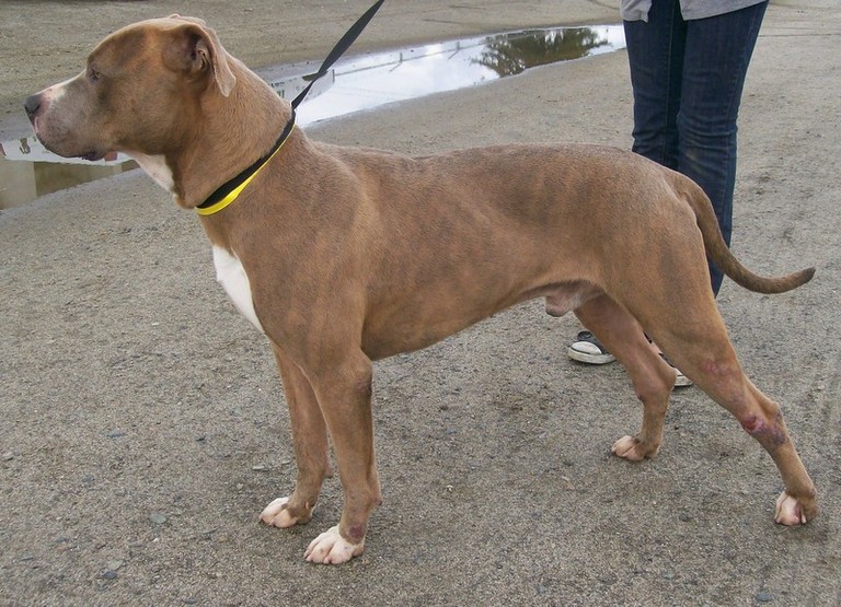 Other Photos of thie Dog