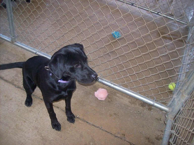 Other Photos of thie Dog