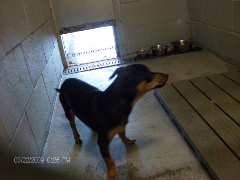 Other Photos of thie Dog