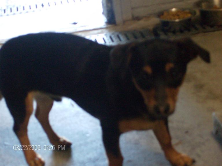Other Photos of thie Dog