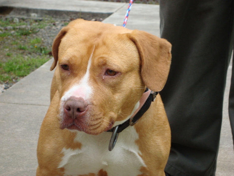 Other Photos of thie Dog