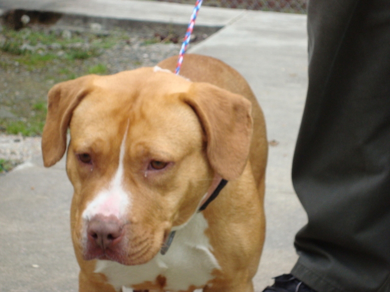Other Photos of thie Dog