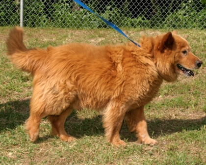 Other Photos of thie Dog