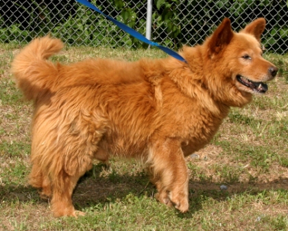 Other Photos of thie Dog
