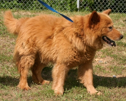 Other Photos of thie Dog