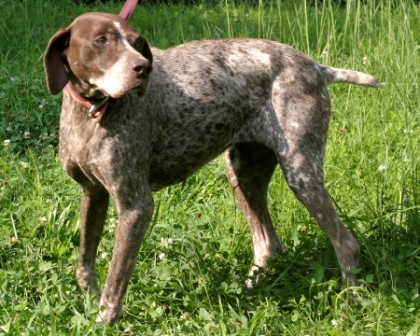 Other Photos of thie Dog