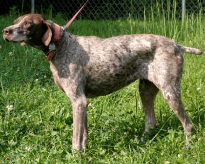 Other Photos of thie Dog