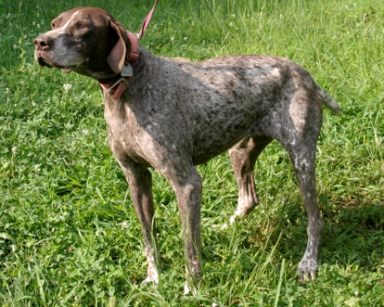 Other Photos of thie Dog