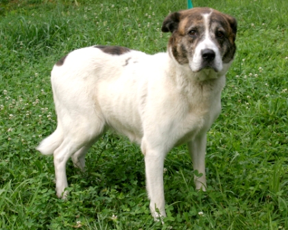 Other Photos of thie Dog
