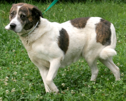 Other Photos of thie Dog