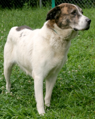 Other Photos of thie Dog