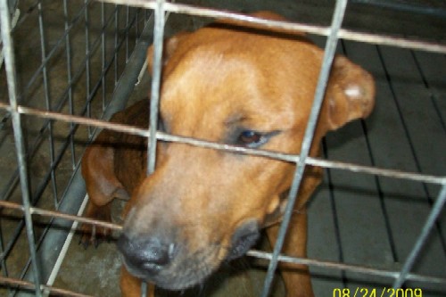 Other Photos of thie Dog