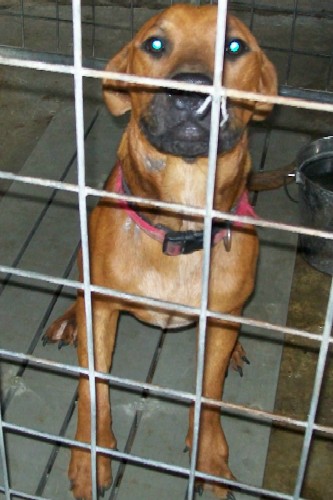 Other Photos of thie Dog