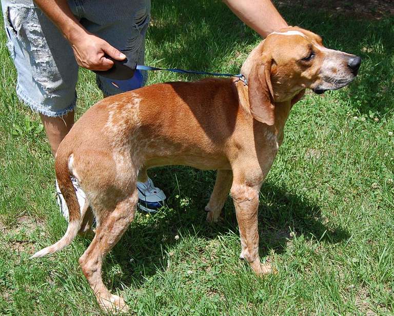 Other Photos of thie Dog