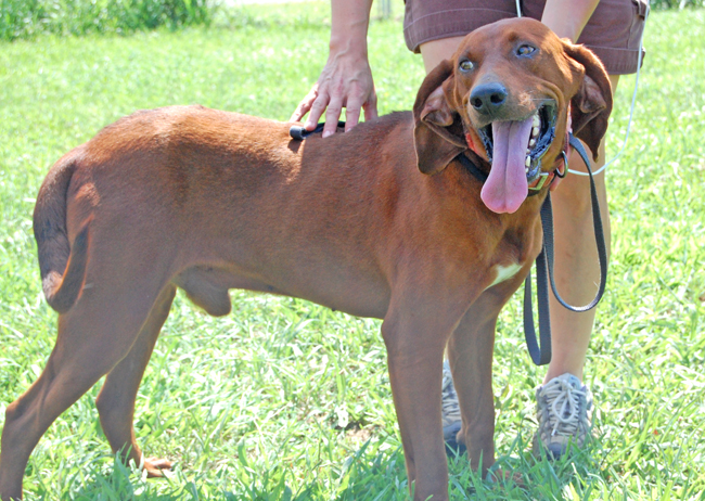 Other Photos of thie Dog