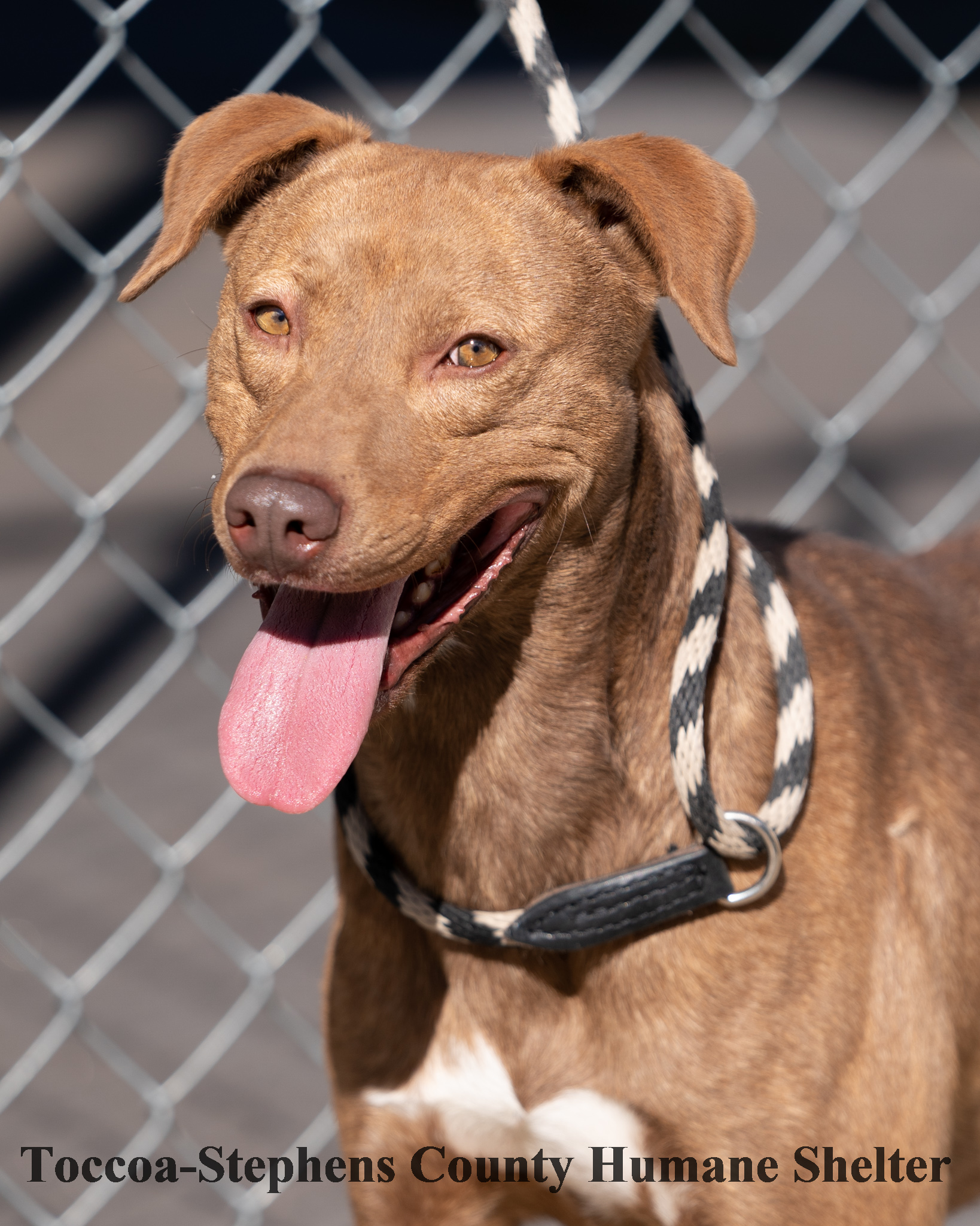 Other Photos of thie Dog