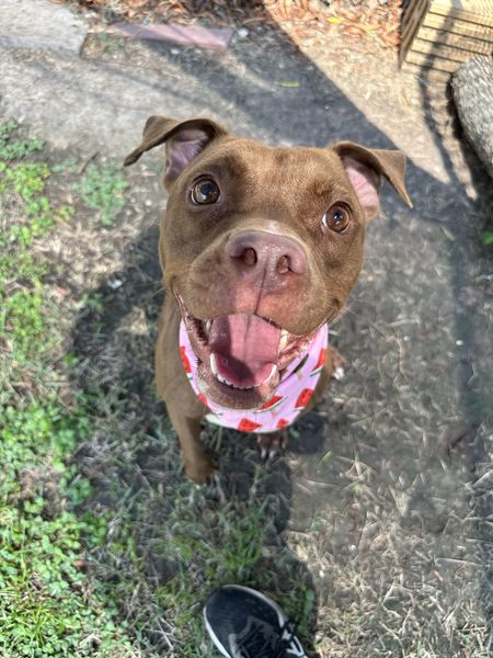 Main Photo of this Dog